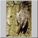 Certia brachydactyla - Gartenbaumlaefer - 05.jpg